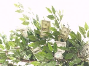 Money growing on trees