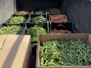 Green Beans Santa Barbara Bucket Brigade