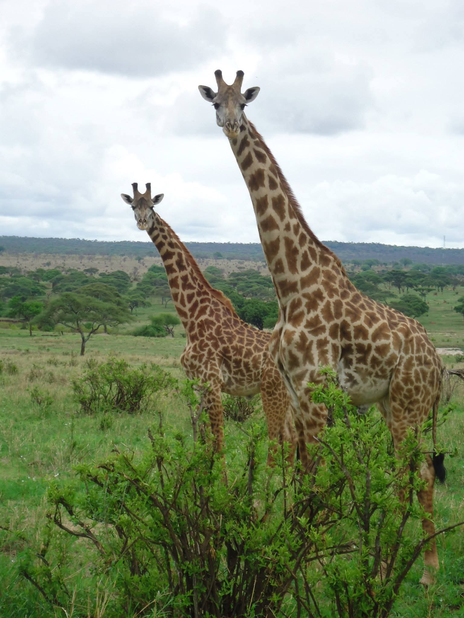 two giraffes in Tanzania
