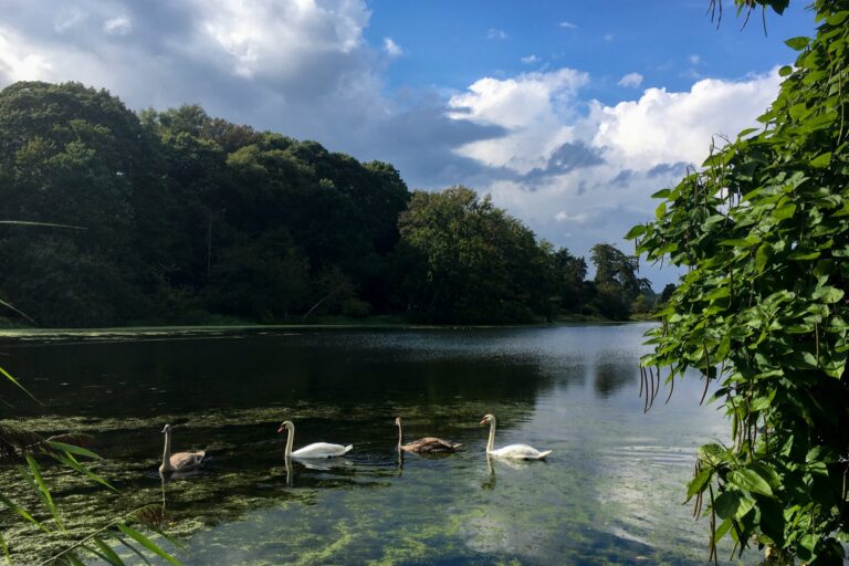 Four swans on the pond at Frank Melville Memorial Park in Setauket, Long Island, NY.