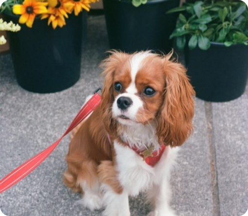 A Cavalier King Charles Spaniel sits patiently on a leash near potted flowers, showcasing its friendly demeanor.