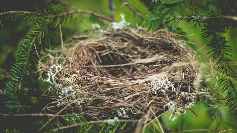 How to Make Your Empty Nest Time a Prime Time in Your Life