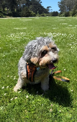 A small, fluffy dog with a grey coat sits in a grassy field dotted with white flowers, wearing a harness and looking playful.